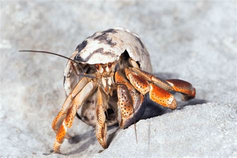 coenobita clypeatus.